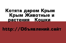 Котята даром Крым - Крым Животные и растения » Кошки   